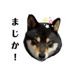 柴犬きいちゃんスタンプ（個別スタンプ：7）