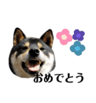 柴犬きいちゃんスタンプ（個別スタンプ：13）