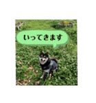柴犬きいちゃんスタンプ（個別スタンプ：17）