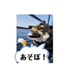 柴犬きいちゃんスタンプ（個別スタンプ：19）
