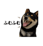柴犬きいちゃんスタンプ（個別スタンプ：22）