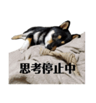柴犬きいちゃんスタンプ（個別スタンプ：23）