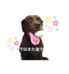 ラブラドールのくぅandちょこ（個別スタンプ：6）