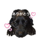 ラブラドールのくぅandちょこ（個別スタンプ：7）