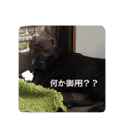 ラブラドールのくぅandちょこ（個別スタンプ：8）