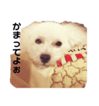くーーーちゃんスタンプ（個別スタンプ：1）