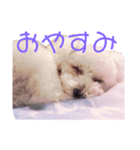 くーーーちゃんスタンプ（個別スタンプ：2）
