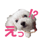 くーーーちゃんスタンプ（個別スタンプ：4）