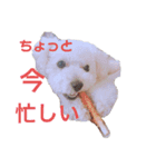 くーーーちゃんスタンプ（個別スタンプ：7）
