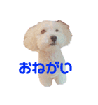 くーーーちゃんスタンプ（個別スタンプ：8）
