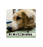お試しむーさん（個別スタンプ：1）