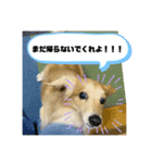 お試しむーさん（個別スタンプ：3）