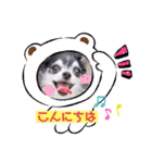 チワワのれおぱこぴにこ①（個別スタンプ：3）