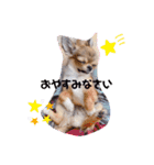 チワワのれおぱこぴにこ①（個別スタンプ：6）
