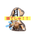 チワワのれおぱこぴにこ①（個別スタンプ：9）