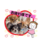 チワワのれおぱこぴにこ①（個別スタンプ：10）