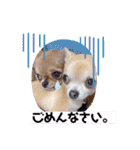 チワワのれおぱこぴにこ①（個別スタンプ：11）
