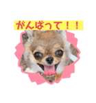 チワワのれおぱこぴにこ①（個別スタンプ：17）