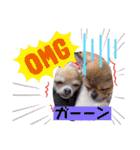 チワワのれおぱこぴにこ①（個別スタンプ：19）
