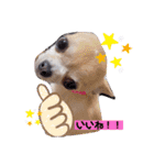 チワワのれおぱこぴにこ①（個別スタンプ：20）