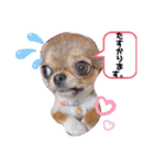 チワワのれおぱこぴにこ①（個別スタンプ：21）