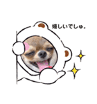 チワワのれおぱこぴにこ①（個別スタンプ：25）
