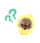 チワワのれおぱこぴにこ①（個別スタンプ：27）