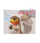 チワワのれおぱこぴにこ①（個別スタンプ：28）