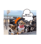 チワワのれおぱこぴにこ①（個別スタンプ：30）