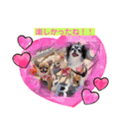 チワワのれおぱこぴにこ①（個別スタンプ：31）