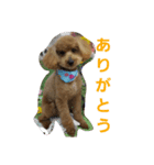 トイプードルのレオ君（個別スタンプ：2）