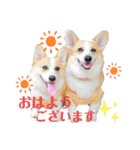 ラテ＆マフィン♡コーギー姉妹スタンプ（個別スタンプ：1）
