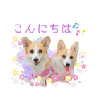 ラテ＆マフィン♡コーギー姉妹スタンプ（個別スタンプ：2）