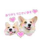 ラテ＆マフィン♡コーギー姉妹スタンプ（個別スタンプ：3）