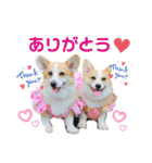 ラテ＆マフィン♡コーギー姉妹スタンプ（個別スタンプ：4）
