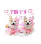 ラテ＆マフィン♡コーギー姉妹スタンプ（個別スタンプ：7）