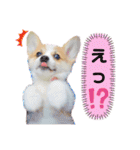 ラテ＆マフィン♡コーギー姉妹スタンプ（個別スタンプ：9）