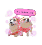 ラテ＆マフィン♡コーギー姉妹スタンプ（個別スタンプ：10）