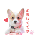 ラテ＆マフィン♡コーギー姉妹スタンプ（個別スタンプ：12）