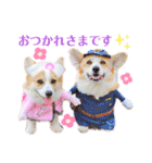 ラテ＆マフィン♡コーギー姉妹スタンプ（個別スタンプ：13）