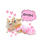 ラテ＆マフィン♡コーギー姉妹スタンプ（個別スタンプ：16）