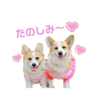 ラテ＆マフィン♡コーギー姉妹スタンプ（個別スタンプ：17）