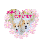 ラテ＆マフィン♡コーギー姉妹スタンプ（個別スタンプ：18）