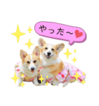 ラテ＆マフィン♡コーギー姉妹スタンプ（個別スタンプ：23）