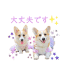 ラテ＆マフィン♡コーギー姉妹スタンプ（個別スタンプ：24）