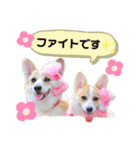 ラテ＆マフィン♡コーギー姉妹スタンプ（個別スタンプ：25）