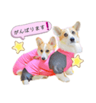 ラテ＆マフィン♡コーギー姉妹スタンプ（個別スタンプ：26）