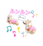 ラテ＆マフィン♡コーギー姉妹スタンプ（個別スタンプ：29）