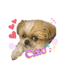 かわいこわんこ（個別スタンプ：1）