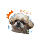 かわいこわんこ（個別スタンプ：10）